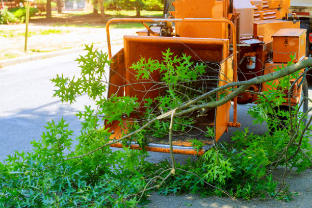 Best Large Tree Removal  in South Valley, NM